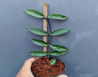 Hoya IM08 Mini Papua Rare Pulleana With Unique Leaves - Etsy