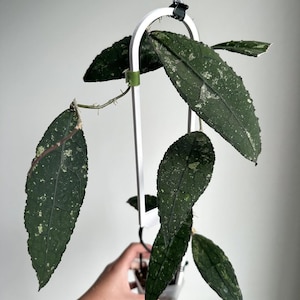 Hoya Clemensiorum Perfect Condition, Unique Hoya Leaves Beautiful Flower Live Plant