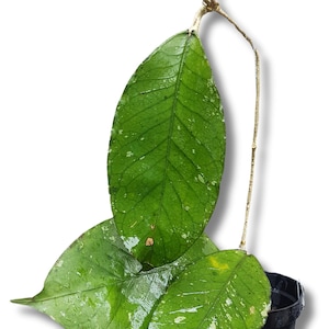 Hoya SP Aceh Oval Leaves Perfect Condition, Unique Hoya Leaves Beautiful Flower Live Plant