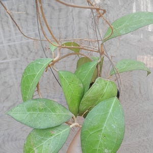 Hoya Verticilata Wayang Leaves Perfect Condition, Unique Hoya Leaves Beautiful Flower Live Plant