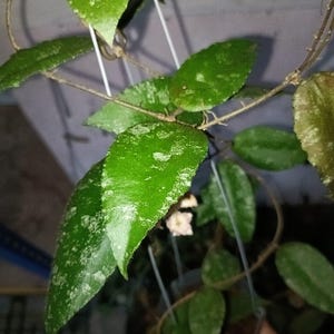 Hoya Caudata Leaves Perfect Condition, Unique Hoya Leaves Beautiful Flower Live Plant