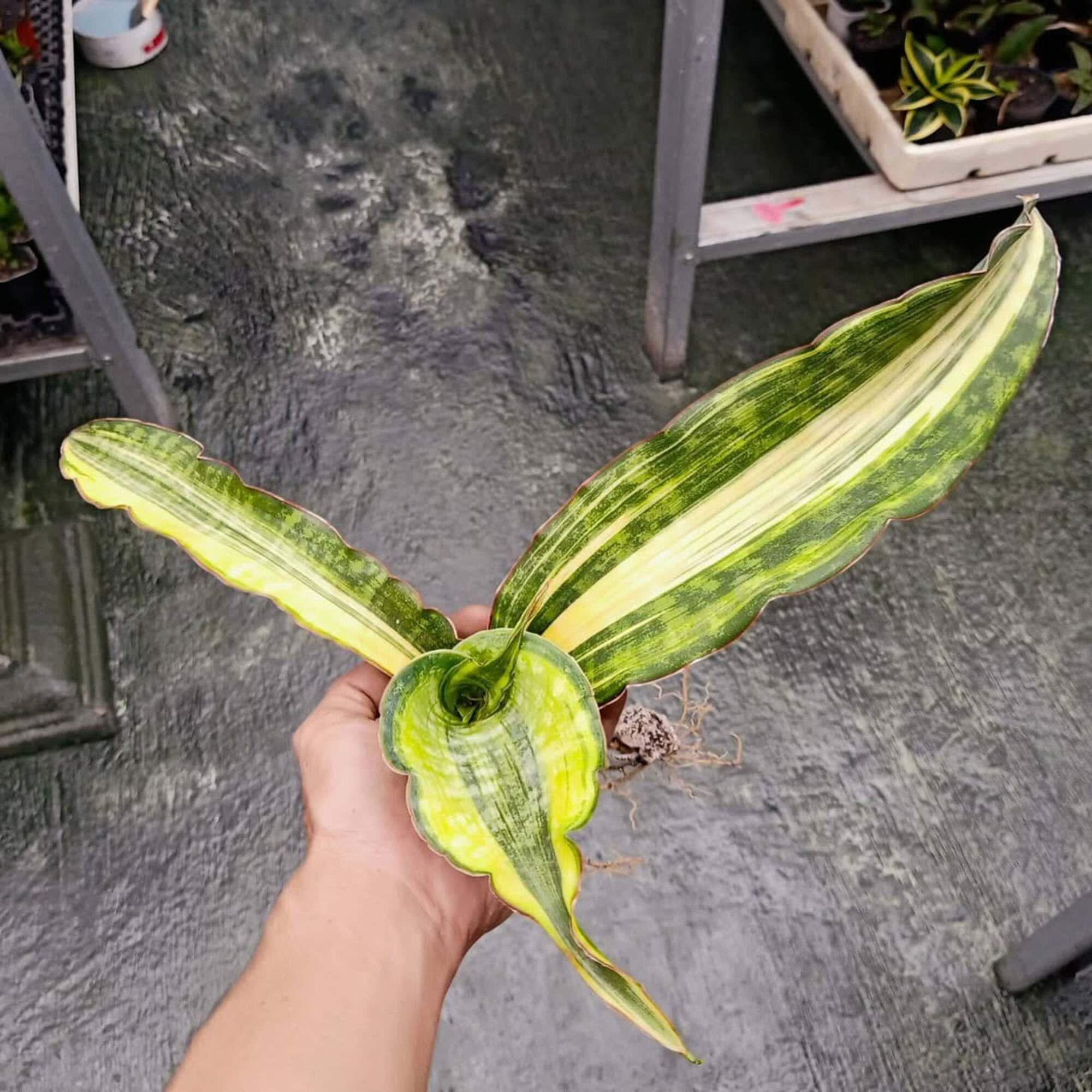 Sansevieria Dragon King - Etsy