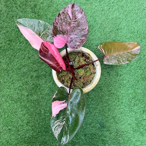 Philodendron Pink Princess Galaxy Perfect Condition, Unique Leaves of Philodendron Live Plants