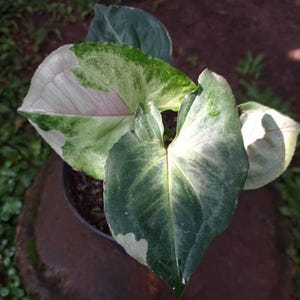 Syngonium T24 Variegated Perfect Condition, Unique Leaves of Syngonium Live Plants