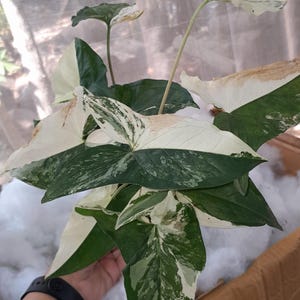 Syngonium Albo Variegated Perfect Condition, Unique Leaves of Syngonium Live Plants