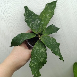 Hoya Undulata Perfect Condition, Unique Hoya Leaves Beautiful Flower Live Plant