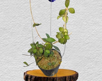 0904＊Hoya ＊ ホヤ ＊ pulleana ＊ IM-08 Hoya sp. IM-08 | Vermont Hoyas