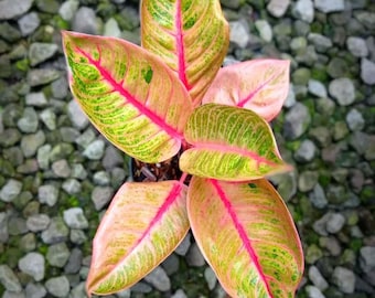 Aglaonema Veronika Golden Perfect Condition, Unique Leaves of Aglaonema Live Plants