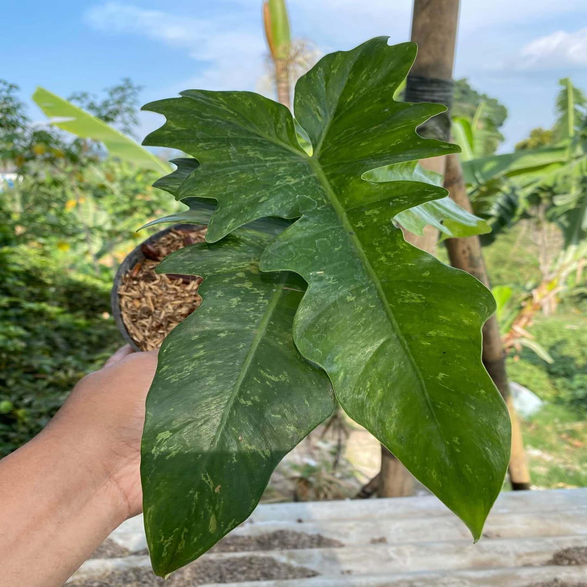 Philodendron Lime Fiddle Variegated - Etsy Philodendron Lime Fiddle Variegated - Etsy