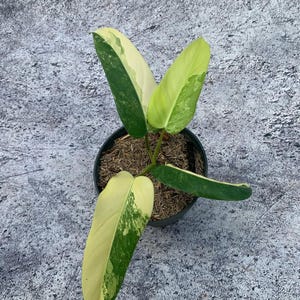 Philodendron domesticum panaché parfait état, feuilles uniques de plantes vivantes Philodendron