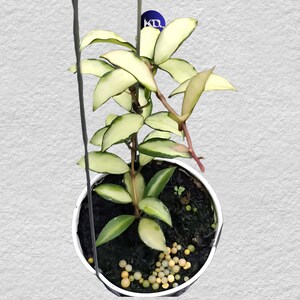 Hoya Lacunosa Minara Lebende Pflanze, einzigartige Blätter