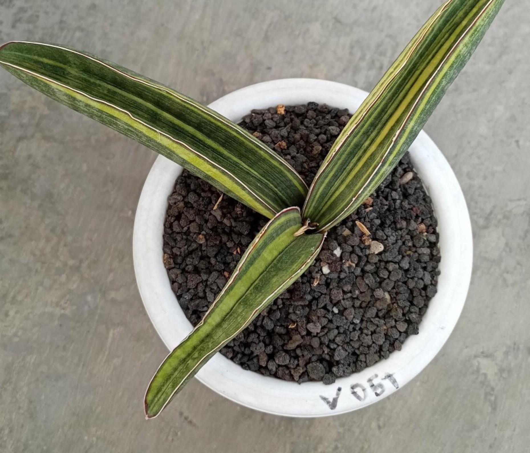 Sansevieria Baseball Bat - Etsy