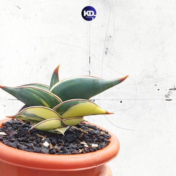 Sansevieria Rorida Variegated Rare Live Plant - Etsy