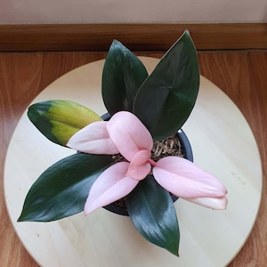 Philodendron Pink Congo Perfect Condition, Unique Leaves of Philodendron Live Plants
