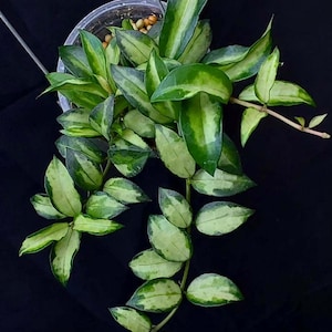 Hoya Lacunosa Tricolor Bruno Leaves Perfect Condition, Unique Hoya Leaves Beautiful Flower Live Plant