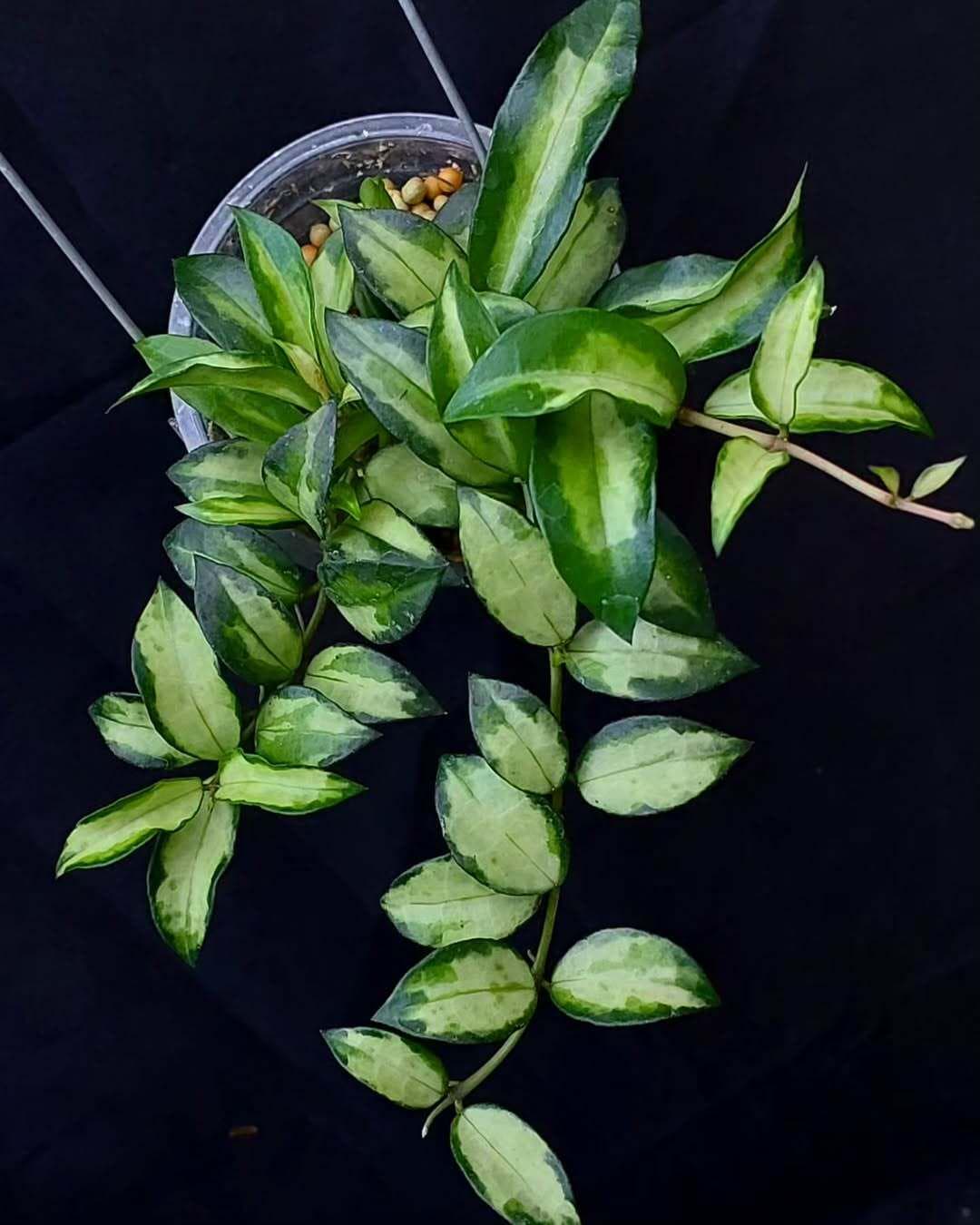 Hoya lacunosa variegated - Etsy 日本