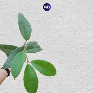 Hoya Kapuaensis: hojas en perfecto estado, hojas únicas de Hoya, hermosa flor, planta viva.