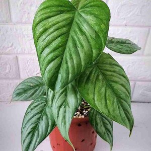 Philodendron Sodiroi Variegated Unique Live Plant