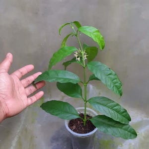 Hoya Solokensis Leaves Perfect Condition, Unique Hoya Leaves Beautiful Flower Live Plant
