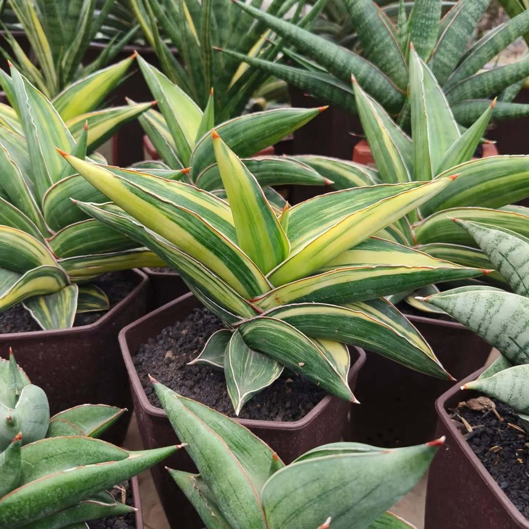 Sansevieria Samurai Variegated Dwarf Unique Live Plant - Etsy