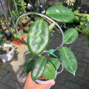 Hoya Piestolepis Sp Papua Leaves Perfect Condition, Unique Hoya Leaves Beautiful Flower Live Plant