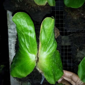 Platycerium Elephantotis Perfekter Zustand, Einzigartige Blätter von Platycerium Lebenden Pflanzen