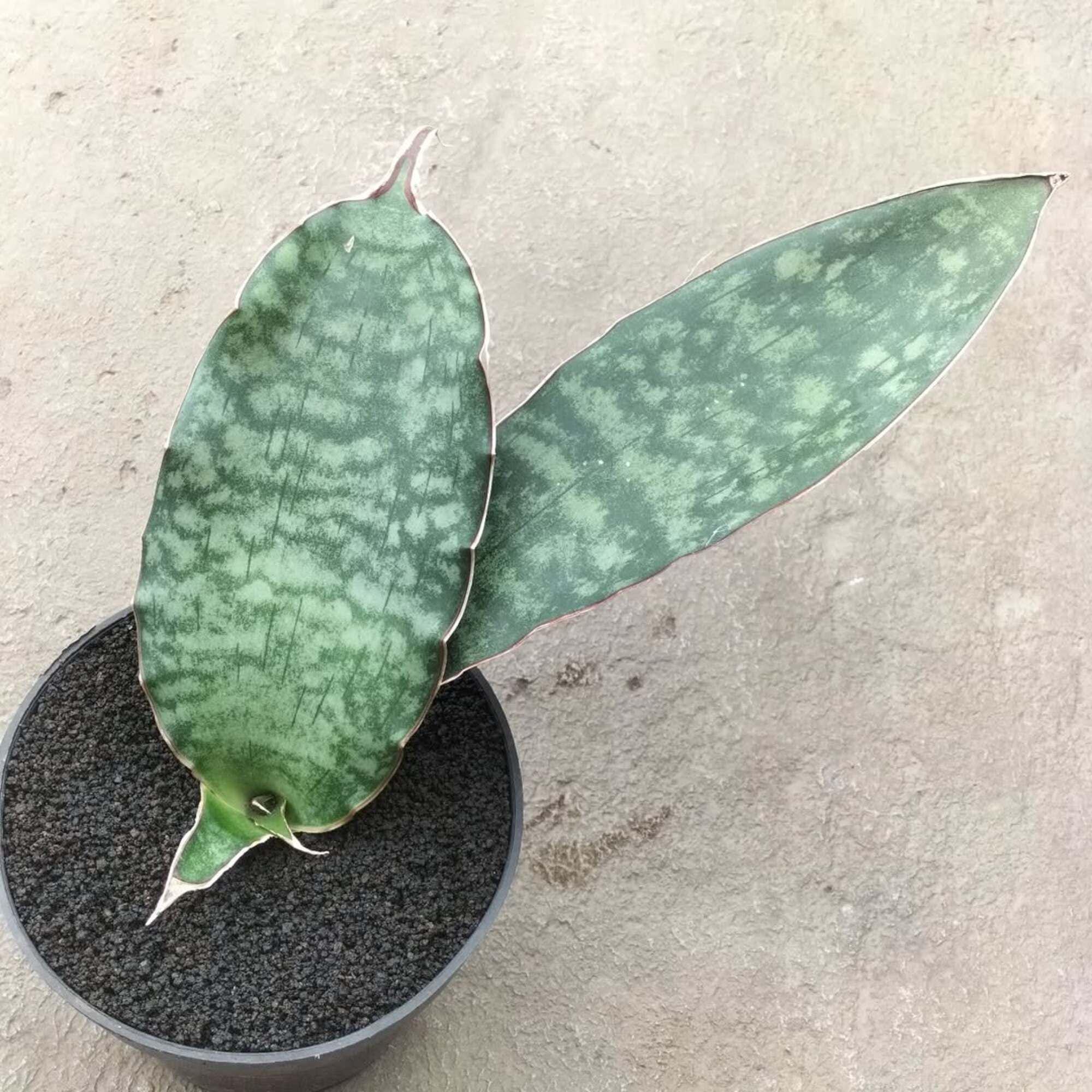サンスベリア Dragon King variegated サンスベリア ドラゴン キング 斑入りSANSEVIERIA DRAGON KING