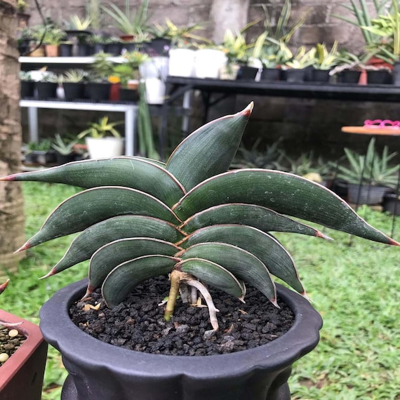 Sansevieria Rorida Unique Live Plant - Etsy