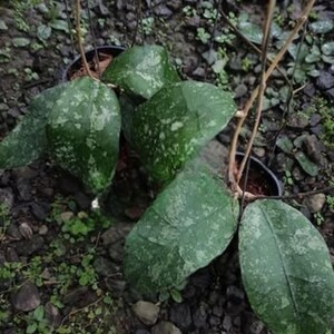 Hoya Clemensiorum Splash Borneo Leaves Perfect Condition, Unique Hoya Leaves Beautiful Flower Live Plant
