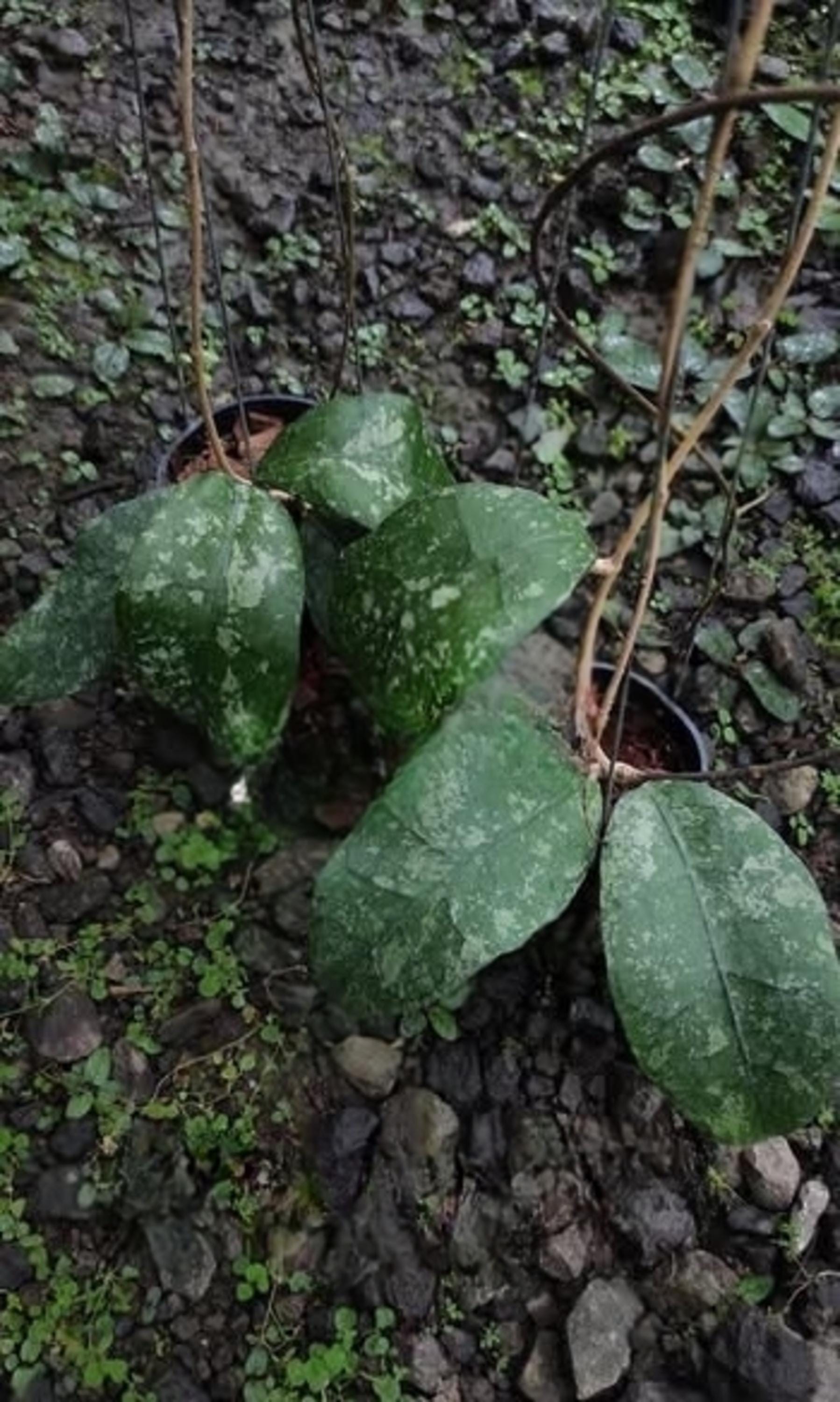 47＊ホヤ ＊Hoya ＊clemensiorum splash クレメン Hoya Clemensiorum 'Black Splash' (327W07) – Next World Exotics