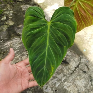 Philodendron splendide, parfait état, feuilles uniques de plantes vivantes Philodendron