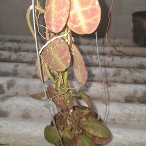 Hoya Waymaniae Red Leaves Perfect Condition, Unique Hoya Leaves Beautiful Flower Live Plant