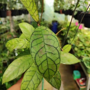 Hoya Callistophylla SP Aceh Leaves Perfect Condition, Unique Hoya Leaves Beautiful Flower Live Plant