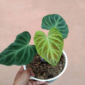 Philodendron Verucosum Parfait état, feuilles uniques de plantes vivantes Philodendron