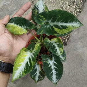 Syngonium Scrambled Egg Perfect Condition, Unique Leaves of Syngonium Live Plants