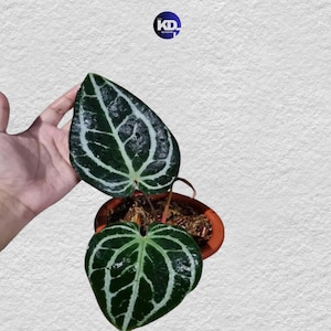 Anthurium Minahasa Lebende Pflanze Einzigartiges Laub