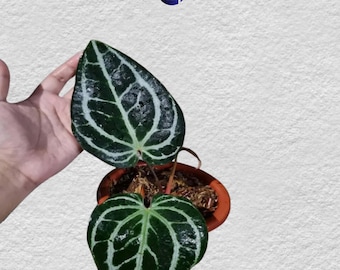 Anthurium Renaissance Variegation. Hybrid Seedling Size 3-5 inch