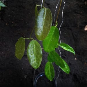 Hoya Megalaster Sp Papua Hojas en perfecto estado, Hoya única Hojas Hermosa Flor Planta viva