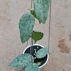 Hoya Caudata Aceh Leaves Perfect Condition, Unique Hoya Leaves Beautiful Flower Live Plant