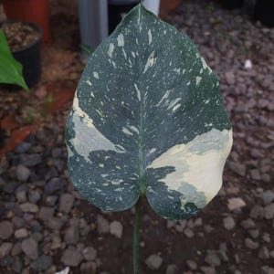 Monstera Thai Constellation Variegated Perfect Condition, Unique Leaves of Monstera Live Plants
