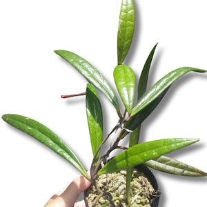 Hoya Sulawesiana Green Leaves Perfect Condition, Unique Hoya Leaves Beautiful Flower Live Plant