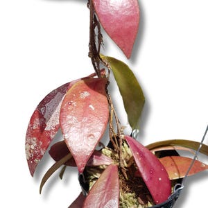 Hoya ID Kalimantan Red Leaves Perfect Condition, Unique Hoya Leaves Beautiful Flower Live Plant