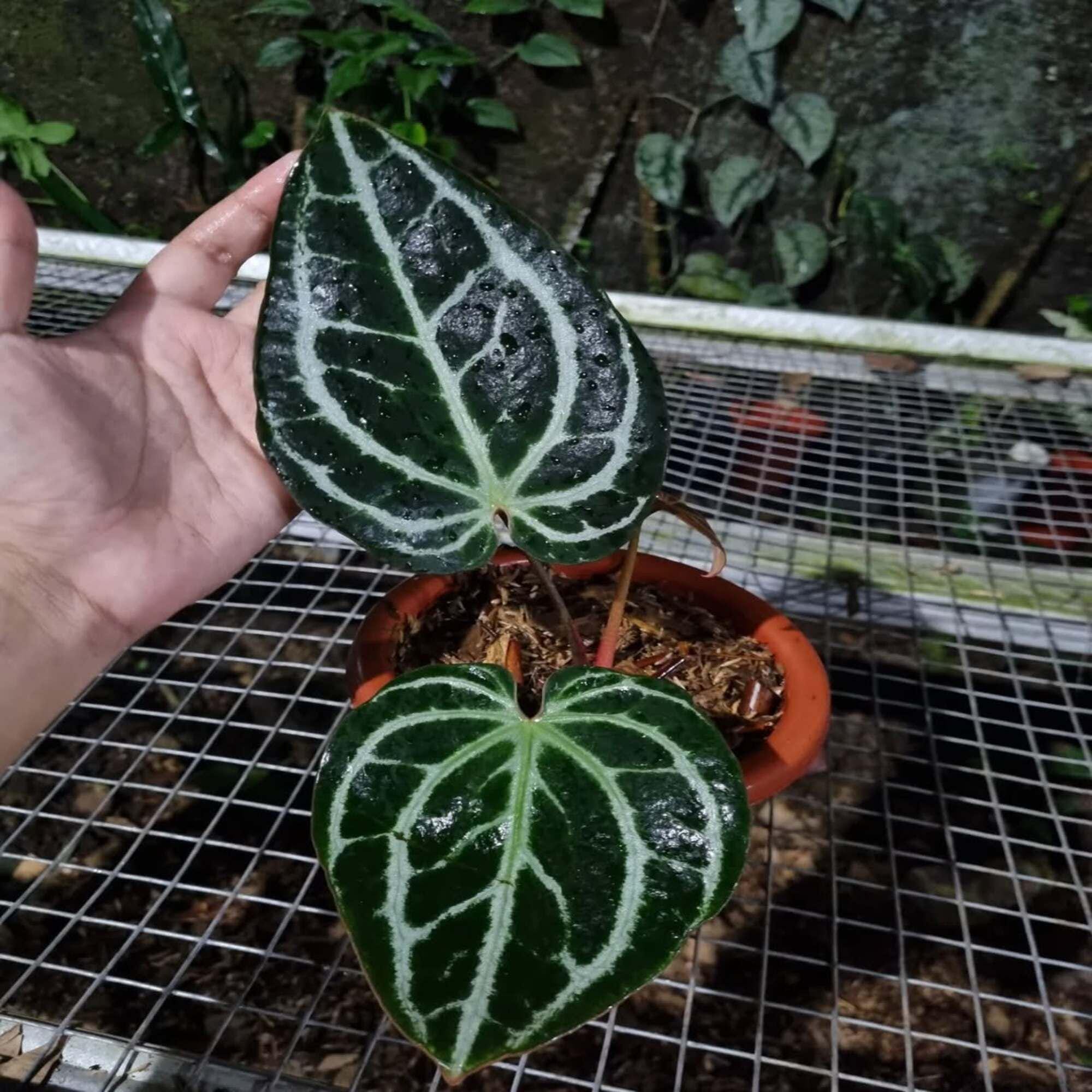 Anthurium zara x anthurium michelle - Etsy 日本