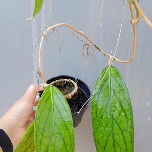 Hoya Sp Lampung Leaves Perfect Condition, Unique Hoya Leaves Beautiful Flower Live Plant