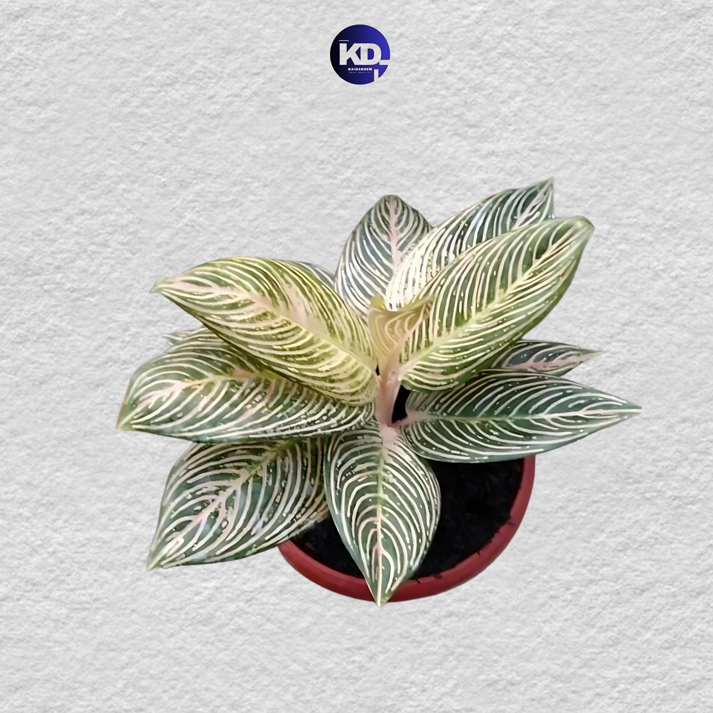 Aglaonema Golden Hope - Etsy