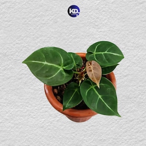 レア！　dressleri Anthurium アンスリウム　ドレスレリ 🌱Anthurium dressleri【Eastern form】🌱 またnoteブログの方で特徴別