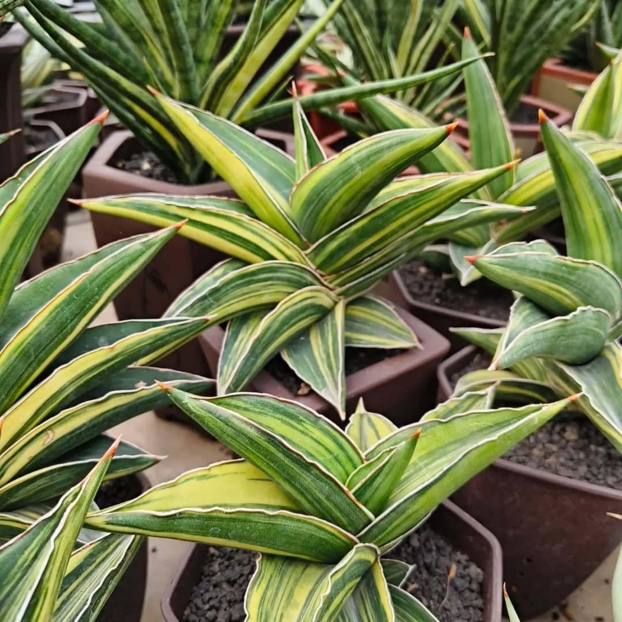 Sansevieria Samurai Variegated Dwarf Unique Live Plant - Etsy