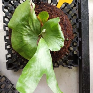 Platycerium Stemaria Laurentii Perfect Condition, Unique Leaves of Platycerium Live Plants