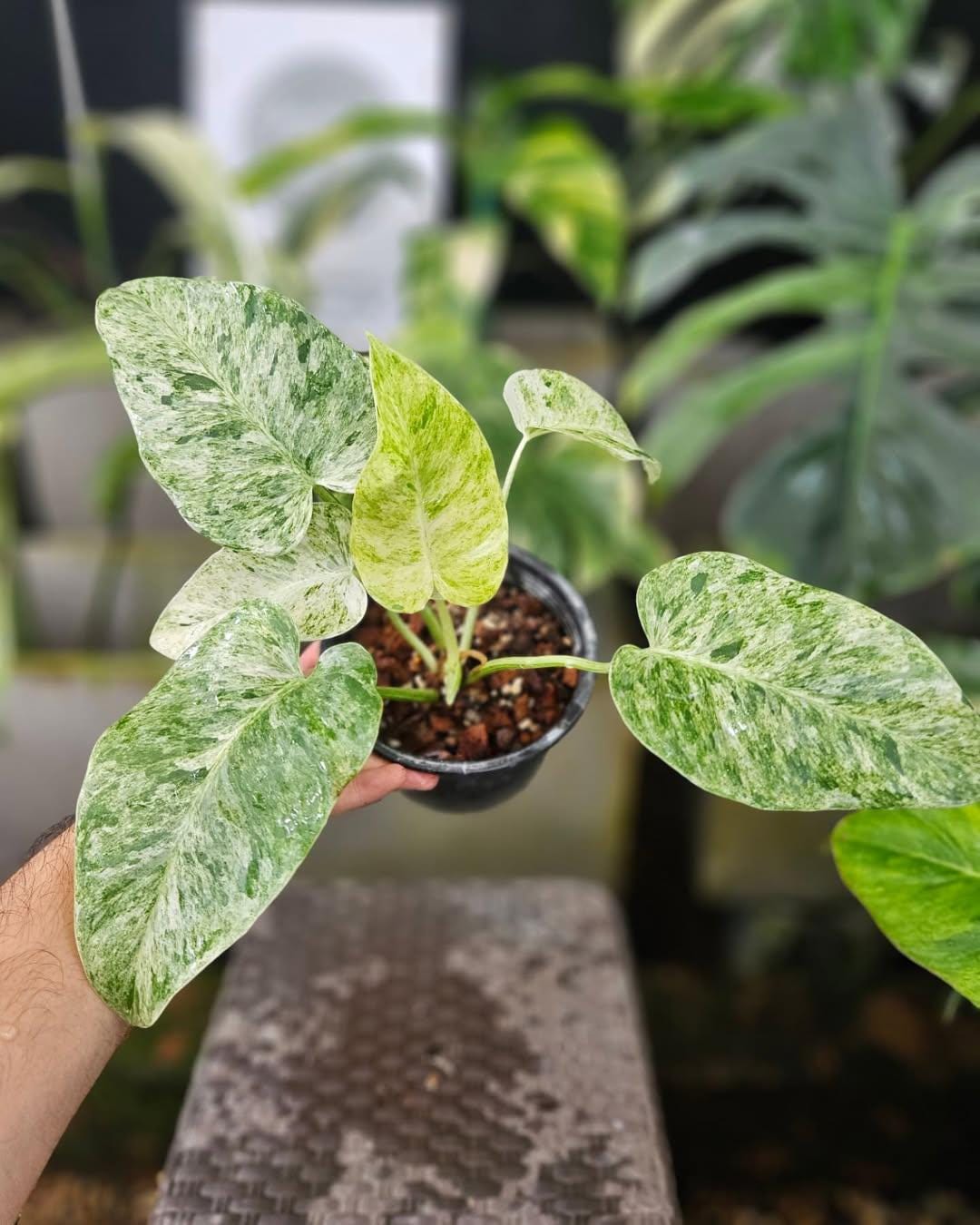 Variegated philodendron giganteum - Etsy 日本