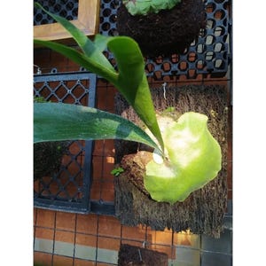 Platycerium Hilii Dragon Perfect Condition, Unique Leaves of Platycerium Live Plants